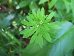Image result for Galium ossirwaense
