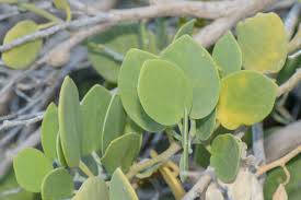 Image result for Capparis