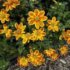 Image result for Bidens baumii