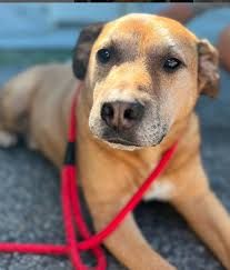 Episode 92: Kindness Is Creating Freedom Farmhouse