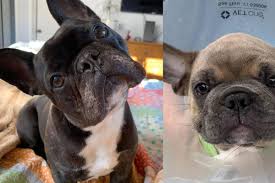 French bulldog sunny brook farm. Animal Group Refuses To Return French Bulldogs To O Hare Airport Chicago Sun Times