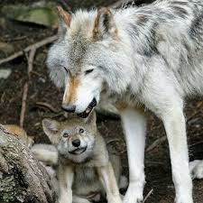 Mom And Baby Wild Animals Attack Animals Wild Animal Attack
