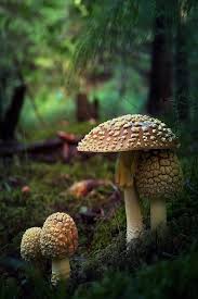 Epingle Par Nefermini Sur Mushrooms Faune Et Flore Jardins Decor D Automne