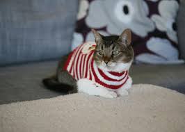 Created by gobiasacupofcoffeea community for 8 years. These 26 Cats Wearing Christmas Sweaters Will Put A Smile On Your Face