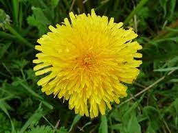 Dandelion Pictures Flowers Leaves And Identification Dandelion Taraxacum Officinale Dandelion Flower