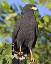 Common Black Hawk Black Hawk Bird Black Hawk Birds Of Prey