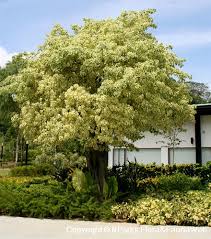 Image result for Ficus barteri