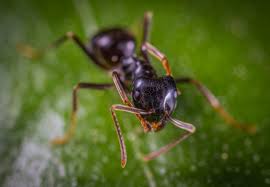 Small black ants in kitchen and bathroom. How To Get Rid Of Tiny Ants In The Kitchen Naturally Bugwiz