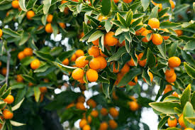 See more ideas about kumquat tree, kumquat, tree. Kumquat Tree Gardening Guide How To Grow Kumquat Trees 2021 Masterclass