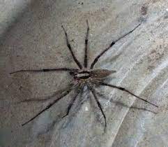 Survival Outdoor Tips Common Texas Spiders Spider Common Spiders Wolf Spider
