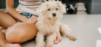 Can you bathe a 3 week old puppy? Can I Wash My Dog With Baby Shampoo Pet Dog Expert