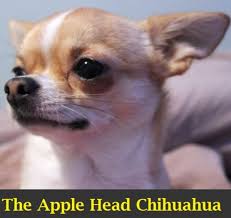 What is the lifespan of a chihuahua? A Guide To The Apple Head Chihuahua Pethelpful