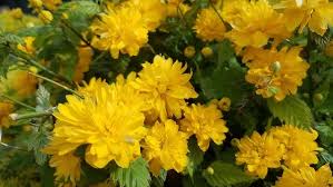 Image result for Kerria japonica