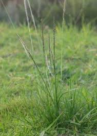 Image result for Sporobolus spicatus