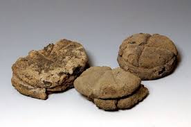 Furono i contatti con la magna grecia a far iniziare l'evoluzione di nuove coltivazioni e quindi di nuove preparazioni. Nutrire L Impero Cosa Mangiavano Gli Antichi Romani La Mostra Dell Ara Pacis Di Roma Tra Plastici E Cibo Carbonizzato Gambero Rosso