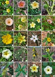 Image result for Turneraceae