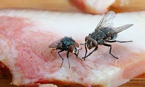 Comment Fabriquer Soi Meme Un Repulsif Anti Mouche Il Est Vrai Que Les Insecticides Proposes Sur Le Marche Off En 2020 Contre Les Mouches Anti Mouche Repulsif Mouche