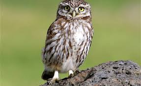 Things to do near civetta ski resort. La Sardegna E La Civetta Storia Di Un Antica Alleanza