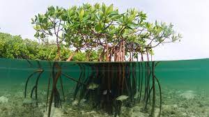 Luas hutan bakau di indonesia antara 2 5 hingga 4 5 juta hektar merupakan mangrove yang terluas di dunia melebihi brazil 1 3 juta ha nigeria 1 1 juta ha dan australia 0 97 ha spalding dkk 1997 dalam noor dkk 1999. Mangrove Untuk Masa Depan