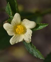 Image result for Sida ovata