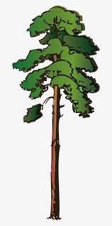 Curing for drying the wood can take several years. Acacia Tree Clip Art Red Wood Tree Clipart Transparent Png 479x1171 Free Download On Nicepng