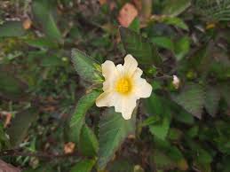 Image result for Sida javensis