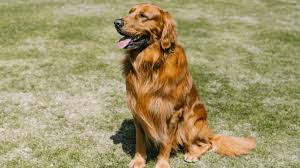 Image result for zlatý retrívr