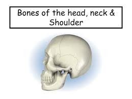 Collar bones and shoulder there is also a small bones called breast bone in the chest region, in front of our body. Bones Of The Head Neck Shoulder Ppt Video Online Download