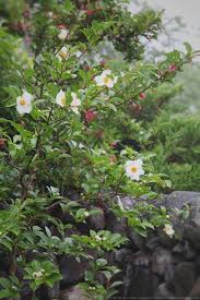 Check spelling or type a new query. Small Summer Flowering Trees For The Garden The Gardener S Eden
