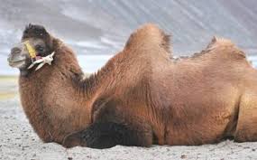 It's justa game don't take it too seriously, this camel calculator is just to have a good time. Two Humps One Job In Nubra Valley The Hindu Businessline