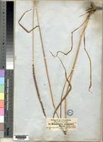 Image result for Anthephora pubescens