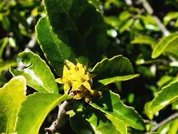 Image result for Hippocratea