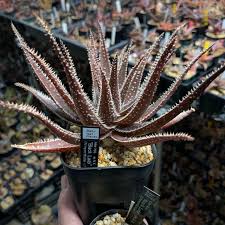 Image result for Aloe komatiensis