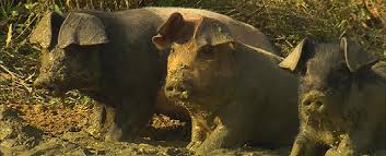 Betreuungspflichten und arbeiten von zu hause aus stehen einander oft gegenüber. Wo Wirklich Gluckliche Schweine Und Rinder Hausen Guten Morgen Osterreich