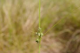 Image result for Carex conferta