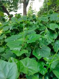 Image result for Coccinia grandis