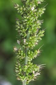 Image result for Setaria verticillata