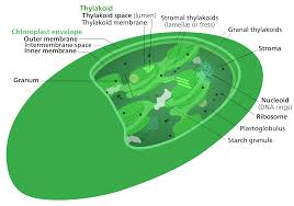 Check spelling or type a new query. File Chloroplast Structure Svg Wikipedia