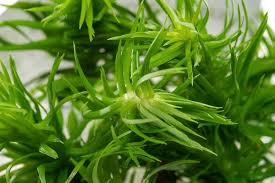 Image result for Eriocaulon bongense