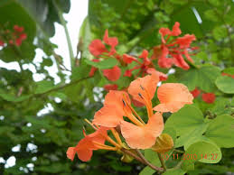 Image result for Chlorophytum galpinii