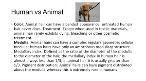 The animal hair is of three types; Animal Hair Why Is Animal Hair Important Evidence Shows Animal Hair Present Victim Does Not Own A Dog Could Infer Suspect Owns A Dog Or Has Come In Ppt Download