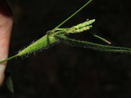 Image result for Hackelochloa granularis