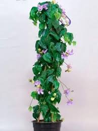 Image result for Cochliasanthus caracalla