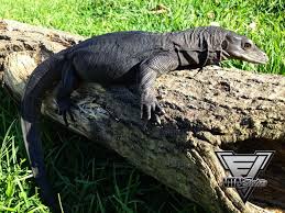 Black Bearded Dragon For Sale Uk Black Dragon Water Monitor For Sale New Salvator And Salvadorii Photos From Vital Exotics Water Monitor Monitor Lizard Animals Beautiful