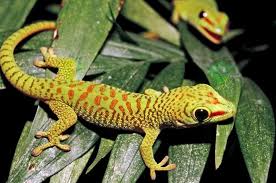 Maybe you would like to learn more about one of these? Pin On Strictly Reptiles