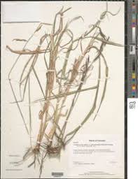 Image result for Urochloa arrecta