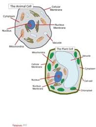 Cell Model Project Guide And Rubric Homeschool Life Science Cell Model Project Teacher Favorite Things