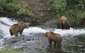 Just a collection of the mods i use for a beautiful remastered hd experience :) includes remastered textures/loading screens/audio also restores the last stand map (from l4d1) all credit to the Free Hd Bear Wallpapers Pixelstalk Net