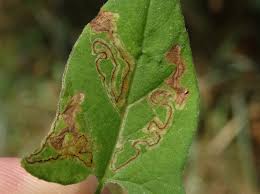 Image result for Stigmella freyella
