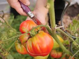 Ende april / anfang mai ist ein guter zeitpunkt, wer auf nummer sicher gehen möchte, pflanzt erst nach den eisheiligen aus. Meine Ernte Tomaten Anbauen Pflegen Ernten Und Lagern